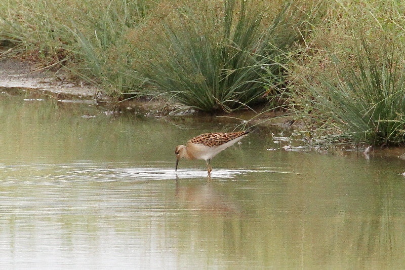 巨椋＆久御山のシギたち（１１態-11）　巨椋＆久御山　京都府　2018/09/08-2018/09/09　Photo by Manda　（写真提供：　萬田悠二）