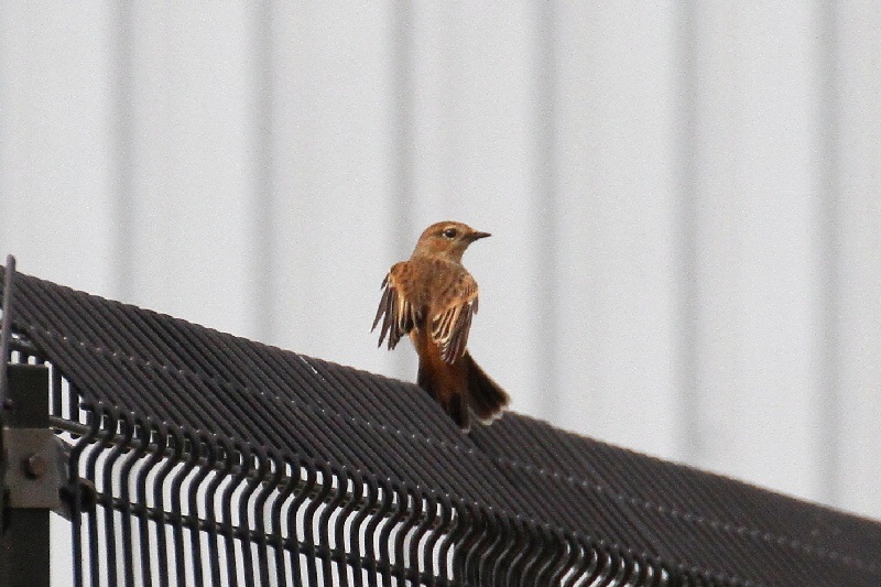 巨椋の野鳥たち（１０態-10）　巨椋　京都府　2018/09/22-2018/09/23　Photo by Manda　（写真提供：　萬田悠二）