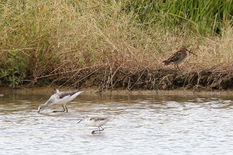 巨椋の野鳥たち（１０態-2）　巨椋　京都府　2018/09/22-2018/09/23　Photo by Manda　（写真提供：　萬田悠二）