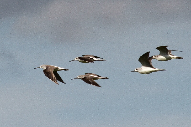 巨椋の野鳥たち（１０態-3）　巨椋　京都府　2018/09/22-2018/09/23　Photo by Manda　（写真提供：　萬田悠二）