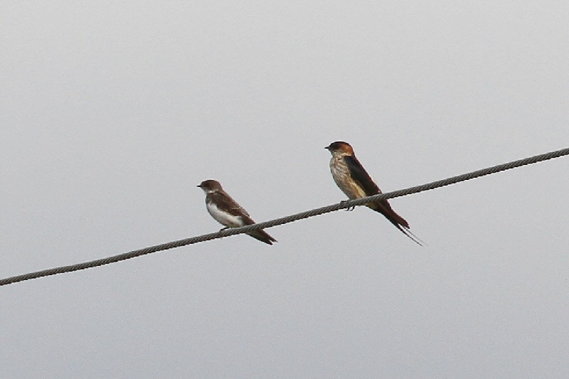 巨椋の野鳥たち（１０態-4）　巨椋　京都府　2018/09/22-2018/09/23　Photo by Manda　（写真提供：　萬田悠二）
