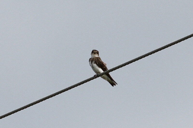 巨椋の野鳥たち（１０態-5）　巨椋　京都府　2018/09/22-2018/09/23　Photo by Manda　（写真提供：　萬田悠二）