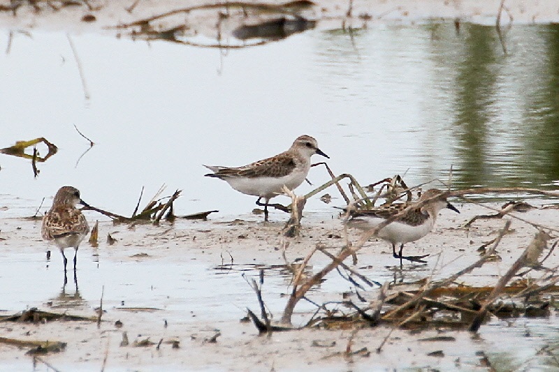 巨椋の野鳥たち（１０態-6）　巨椋　京都府　2018/09/22-2018/09/23　Photo by Manda　（写真提供：　萬田悠二）