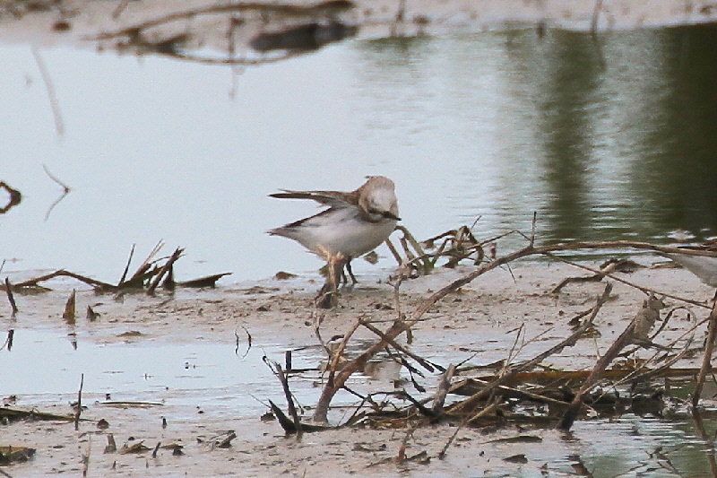 巨椋の野鳥たち（１０態-7）　巨椋　京都府　2018/09/22-2018/09/23　Photo by Manda　（写真提供：　萬田悠二）