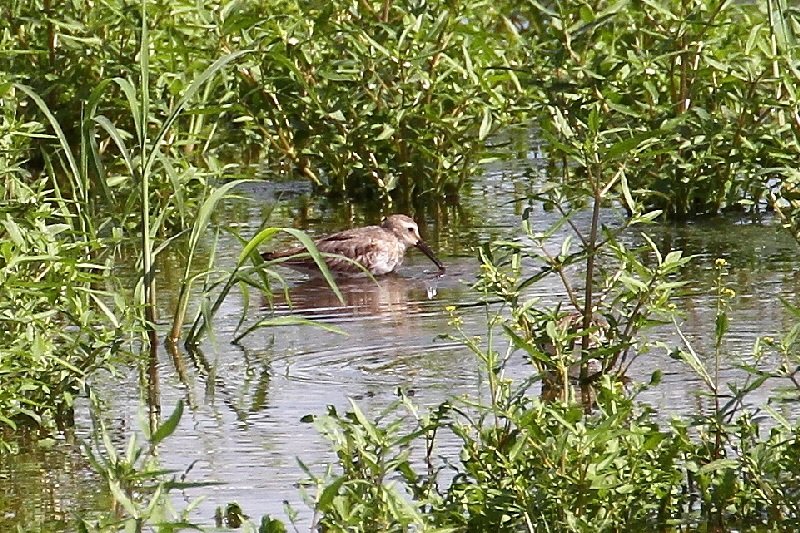 巨椋の野鳥たち（１０態-8）　巨椋　京都府　2018/09/22-2018/09/23　Photo by Manda　（写真提供：　萬田悠二）