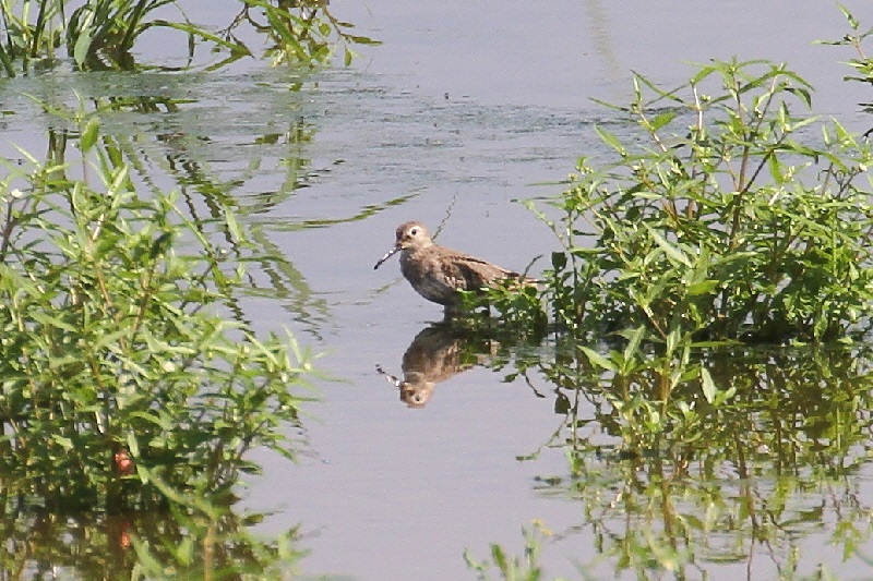 巨椋の野鳥たち（１０態-9）　巨椋　京都府　2018/09/22-2018/09/23　Photo by Manda　（写真提供：　萬田悠二）