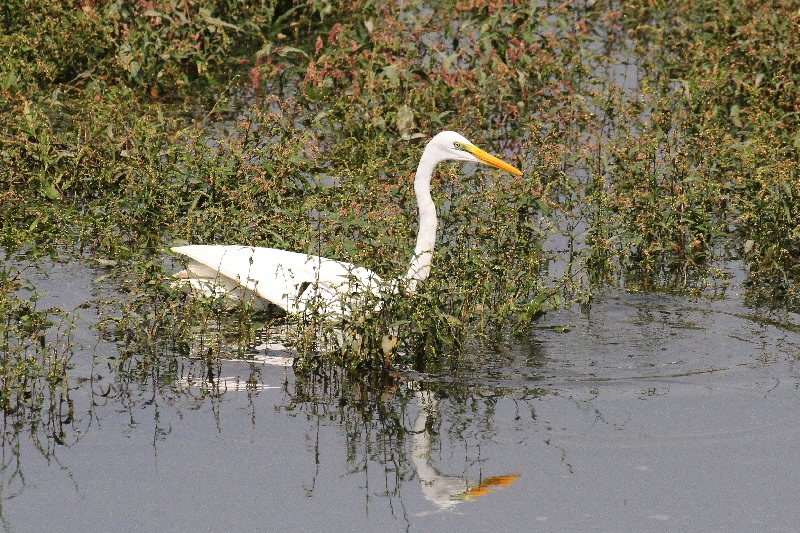 魚を獲るダイサギ（６態-1）　大谷川　八幡市　2018/10/18　Photo by Manda　（写真提供：　萬田悠二）