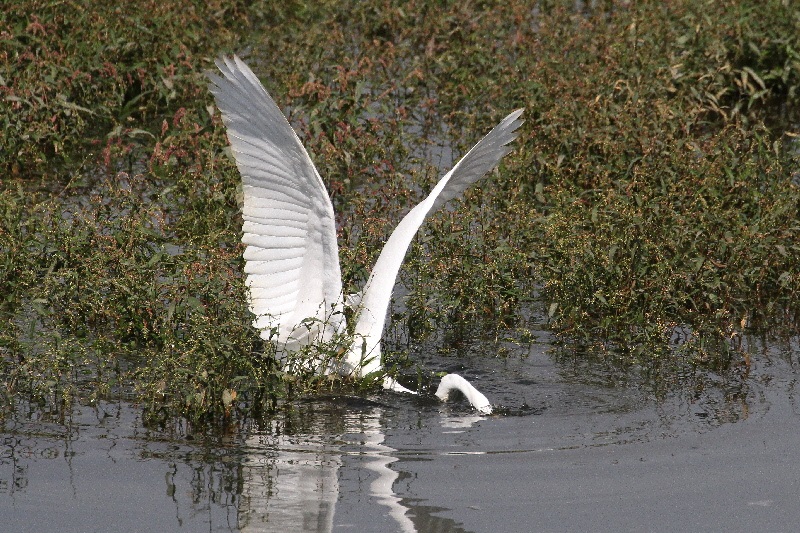 魚を獲るダイサギ（６態-2）　大谷川　八幡市　2018/10/18　Photo by Manda　（写真提供：　萬田悠二）