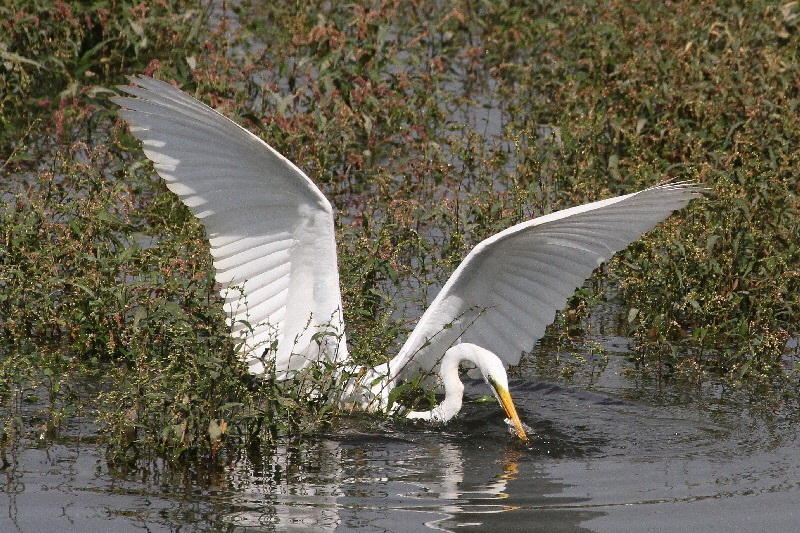 魚を獲るダイサギ（６態-3）　大谷川　八幡市　2018/10/18　Photo by Manda　（写真提供：　萬田悠二）