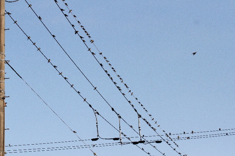 コシアカツバメ （７態-1）　大谷川　八幡市　2018/10/16-18　Photo by Manda　（写真提供：　萬田悠二）