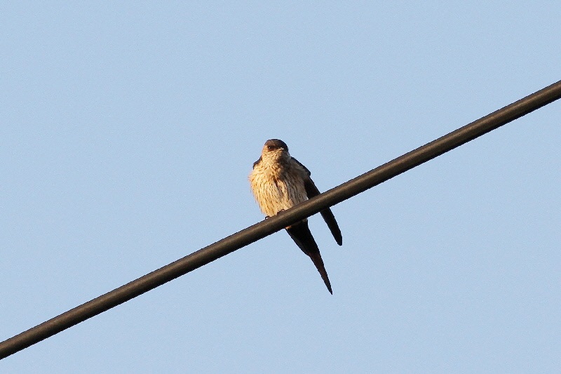 コシアカツバメ （７態-2）　大谷川　八幡市　2018/10/16-18　Photo by Manda　（写真提供：　萬田悠二）