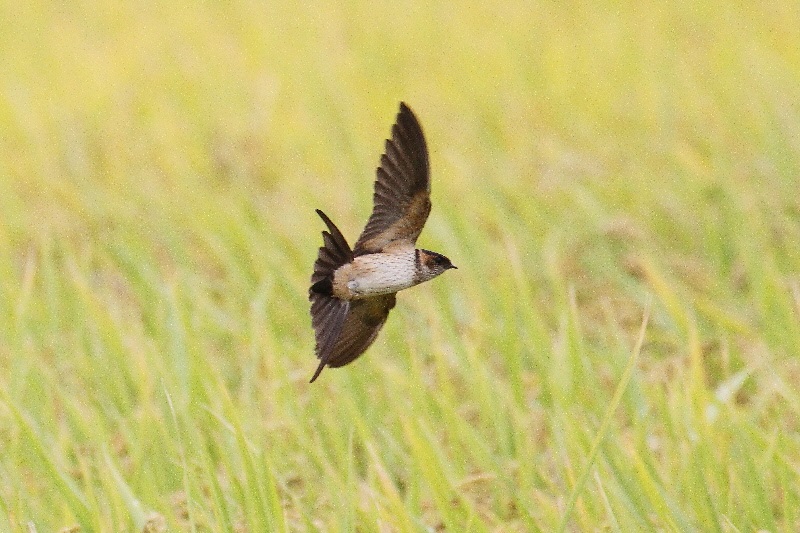 コシアカツバメ （７態-3）　大谷川　八幡市　2018/10/16-18　Photo by Manda　（写真提供：　萬田悠二）