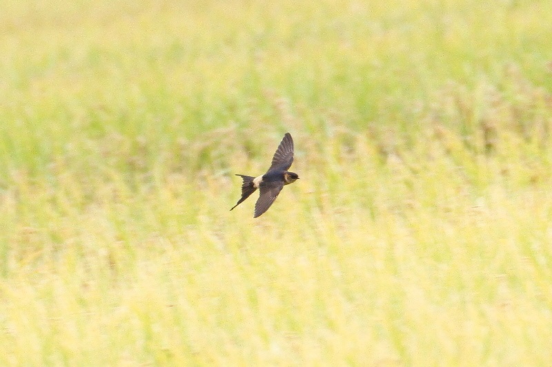 コシアカツバメ （７態-4）　大谷川　八幡市　2018/10/16-18　Photo by Manda　（写真提供：　萬田悠二）