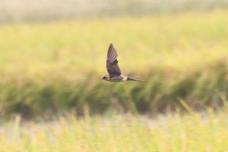 コシアカツバメ （７態-5）　大谷川　八幡市　2018/10/16-18　Photo by Manda　（写真提供：　萬田悠二）