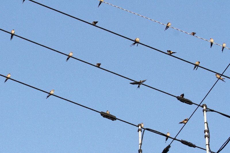 コシアカツバメ （７態-6）　大谷川　八幡市　2018/10/16-18　Photo by Manda　（写真提供：　萬田悠二）