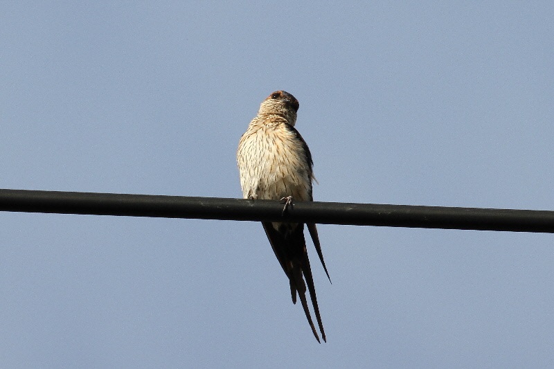 コシアカツバメ （７態-7）　大谷川　八幡市　2018/10/16-18　Photo by Manda　（写真提供：　萬田悠二）