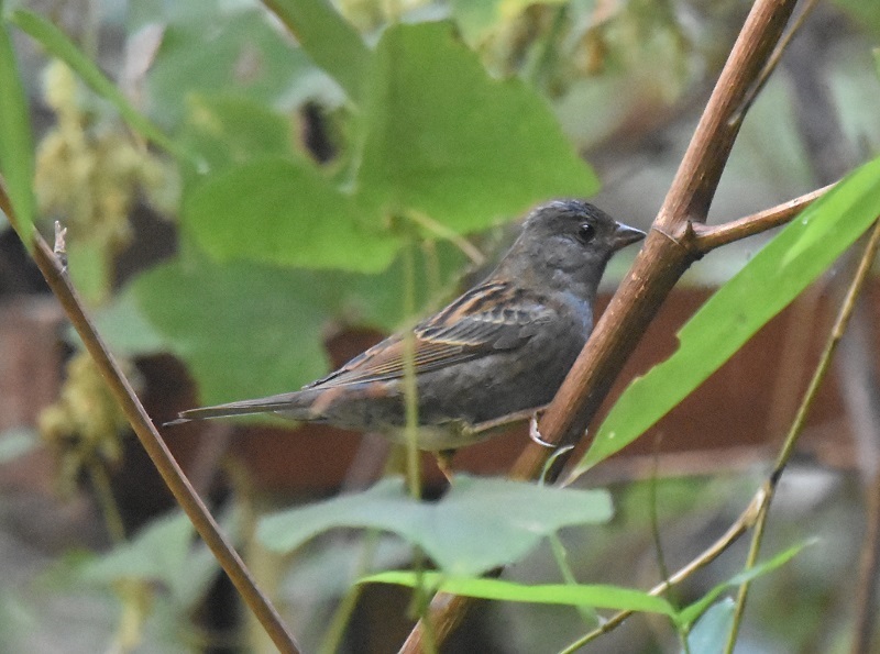 男山のクロジたち（３態-3） 男山　八幡市 2018/11/08　Photo by Hayashi （写真提供：　林）
