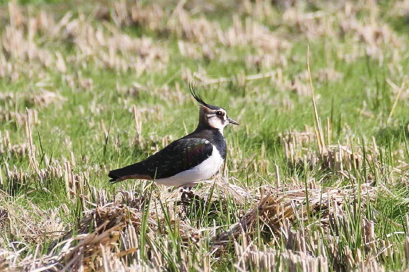 タゲリ（９態-1）　内里　八幡市　2018/11/20　Photo by Manda　（写真提供：　萬田悠二）