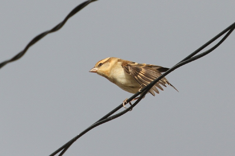 ニュウナイスズメ（２態-1）　内里　八幡市　2018/11/20　Photo by Manda　（写真提供：　萬田悠二）