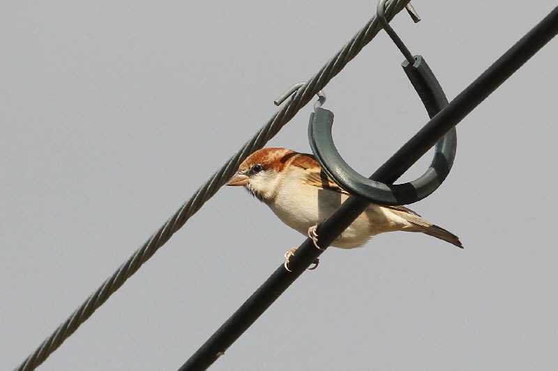ニュウナイスズメ（２態-2）　内里　八幡市　2018/11/20　Photo by Manda　（写真提供：　萬田悠二）
