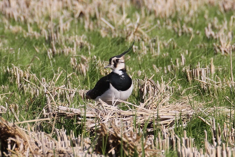 タゲリ（９態-2）　内里　八幡市　2018/11/20　Photo by Manda　（写真提供：　萬田悠二）