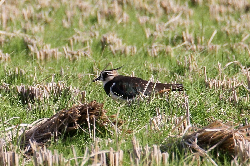 タゲリ（９態-3）　内里　八幡市　2018/11/20　Photo by Manda　（写真提供：　萬田悠二）