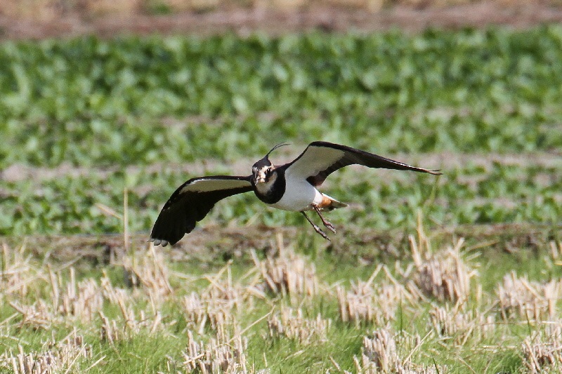 タゲリ（９態-4）　内里　八幡市　2018/11/20　Photo by Manda　（写真提供：　萬田悠二）