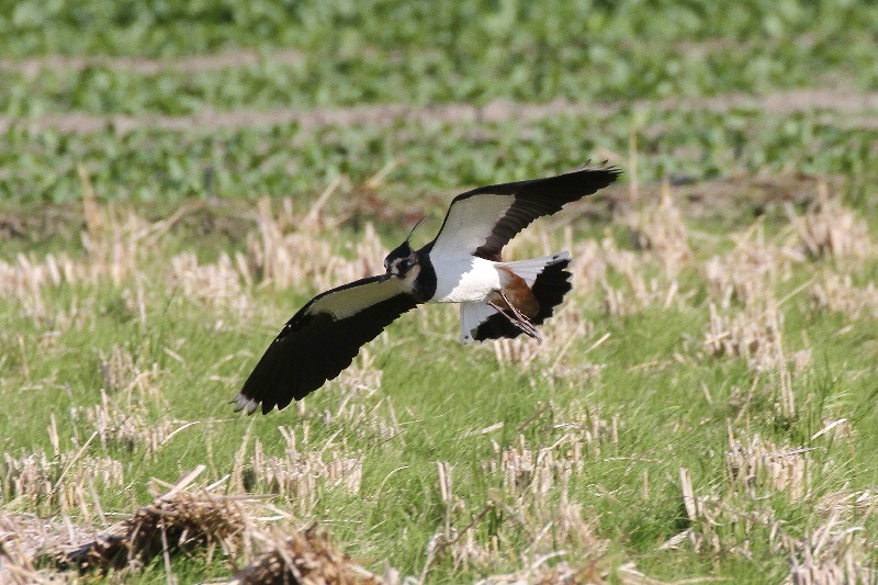 タゲリ（９態-5）　内里　八幡市　2018/11/20　Photo by Manda　（写真提供：　萬田悠二）