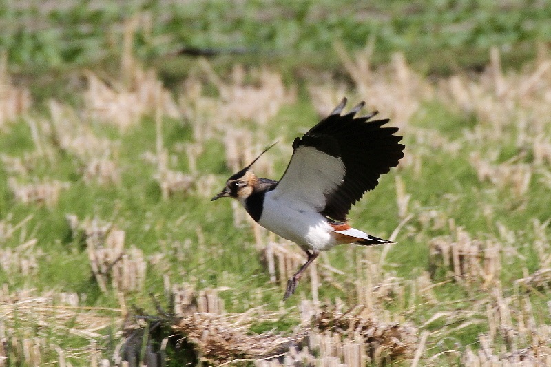タゲリ（９態-6）　内里　八幡市　2018/11/20　Photo by Manda　（写真提供：　萬田悠二）