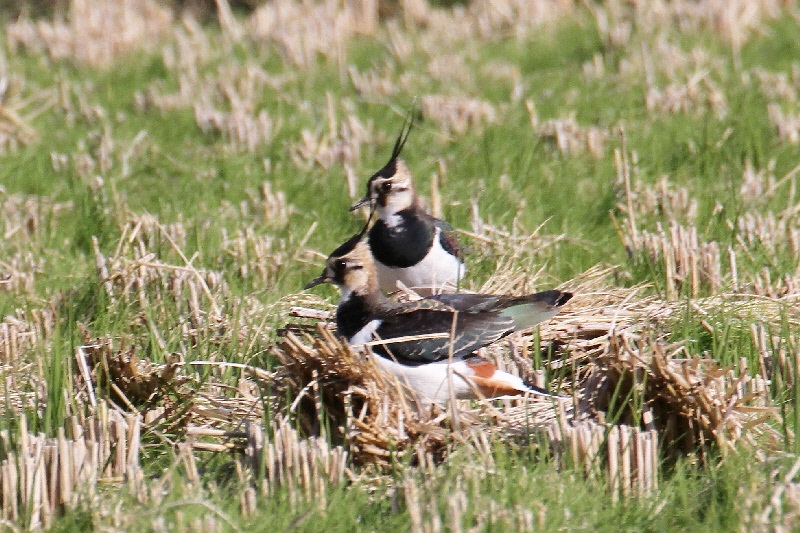 タゲリ（９態-8）　内里　八幡市　2018/11/20　Photo by Manda　（写真提供：　萬田悠二）