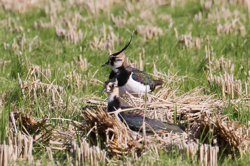 タゲリ（９態-9）　内里　八幡市　2018/11/20　Photo by Manda　（写真提供：　萬田悠二）