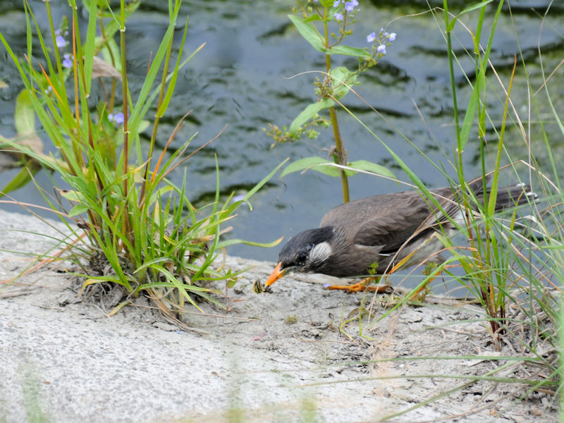 5月は子育ての頃 ムクドリ 1 淀川左岸枚方 2019/05/09 Photo by Kohyuh 5月は子育ての頃 ムクドリ 1 淀川左岸枚方 2019/05/09 Photo by Kohyuh