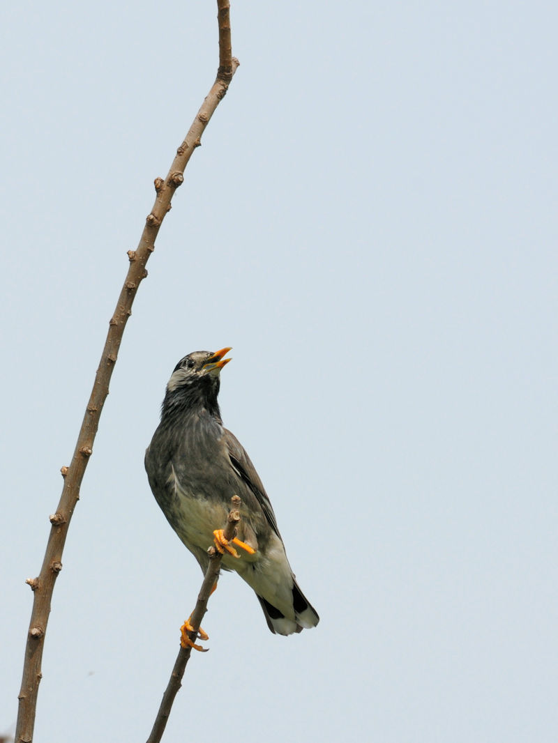 5月は子育ての頃 ムクドリ 2 淀川左岸枚方 2019/05/09 Photo by Kohyuh 5月は子育ての頃 ムクドリ 2 淀川左岸枚方 2019/05/09 Photo by Kohyuh
