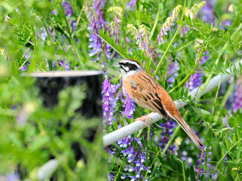 5月は子育ての頃 ホオジロ 1 淀川左岸枚方 2019/05/10 Photo by Kohyuh 5月は子育ての頃 ホオジロ 1 淀川左岸枚方 2019/05/10 Photo by Kohyuh