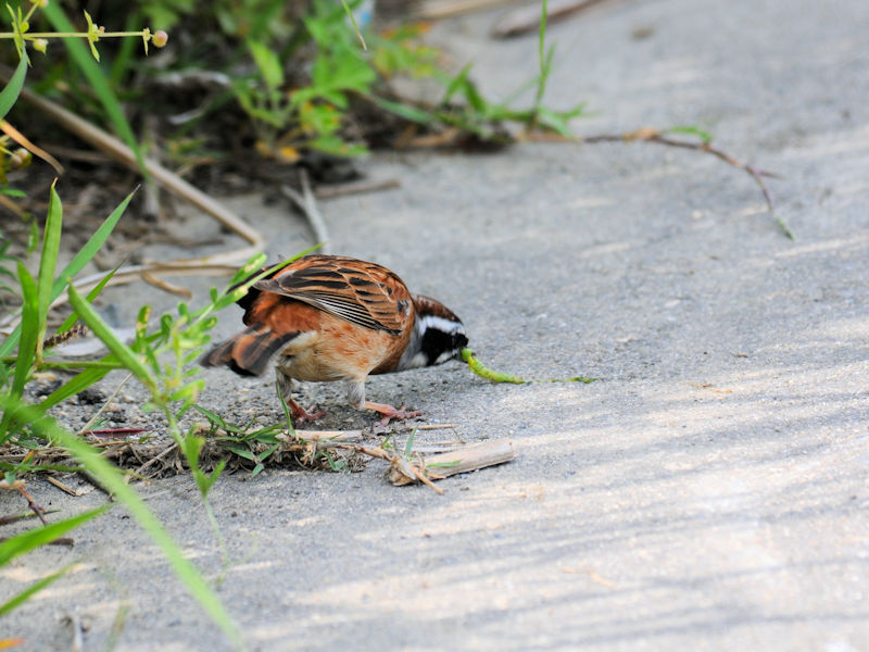 5月は子育ての頃 ホオジロ 2 淀川左岸枚方 2019/05/10 Photo by Kohyuh 5月は子育ての頃 ホオジロ 2 淀川左岸枚方 2019/05/10 Photo by Kohyuh