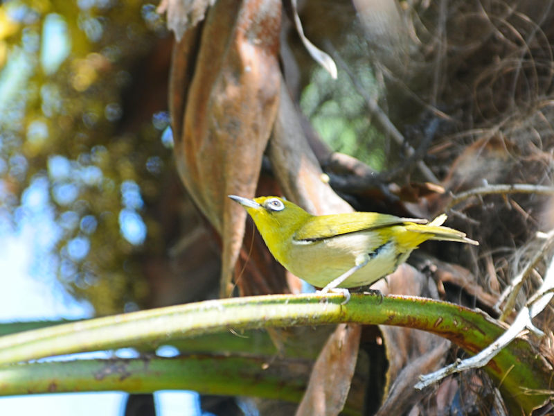 5月は子育ての頃 メジロ 1 淀川左岸枚方 2019/05/12 Photo by Kohyuh 5月は子育ての頃 メジロ 1 淀川左岸枚方 2019/05/12 Photo by Kohyuh