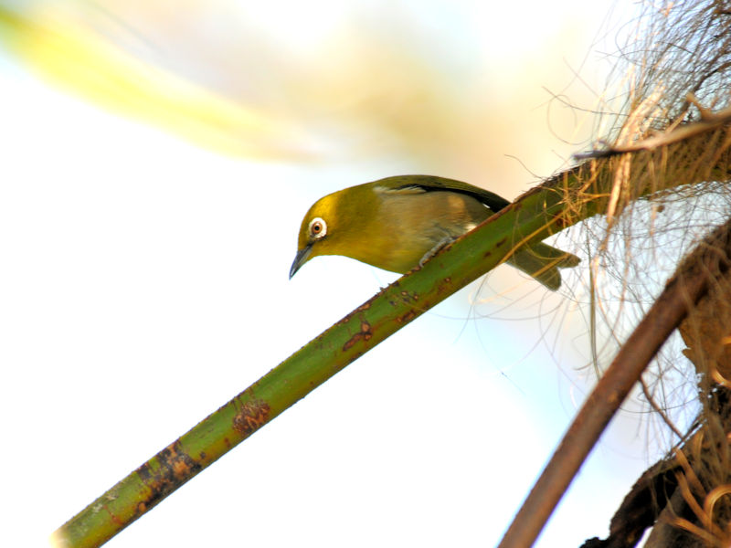 5月は子育ての頃 メジロ 2 淀川左岸枚方 2019/05/12 Photo by Kohyuh 5月は子育ての頃 メジロ 2 淀川左岸枚方 2019/05/12 Photo by Kohyuh