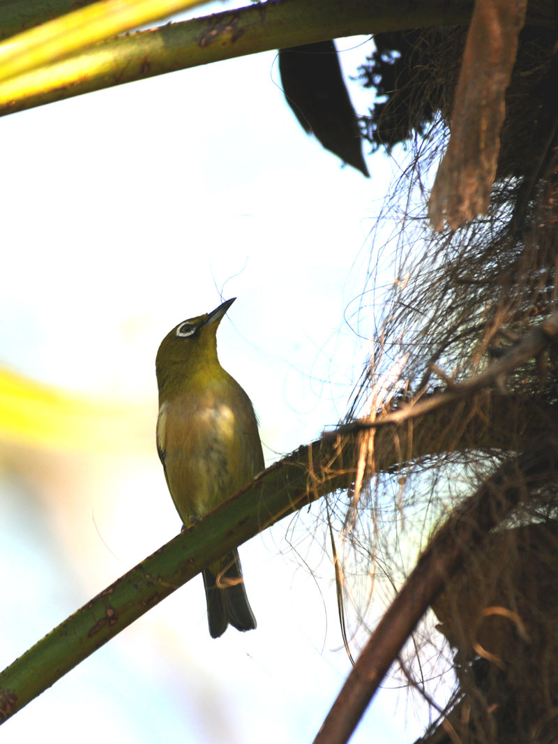5月は子育ての頃 メジロ 3 淀川左岸枚方 2019/05/12 Photo by Kohyuh 5月は子育ての頃 メジロ 3 淀川左岸枚方 2019/05/12 Photo by Kohyuh