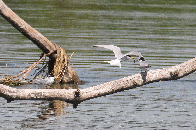 コアジサシ(5態-5) 淀川左岸枚方 2019/05/11 photo by Manda コアジサシ(5態-5) 淀川左岸枚方 2019/05/11 photo by Manda