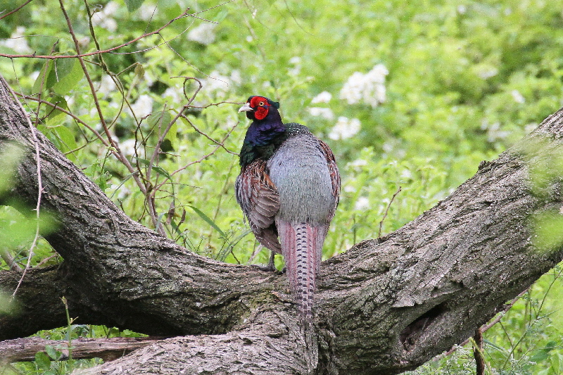 キジ♂(5態-1) 淀川左岸枚方 2019/05/14 photo by Manda キジ♂(5態-1) 淀川左岸枚方 2019/05/14 photo by Manda