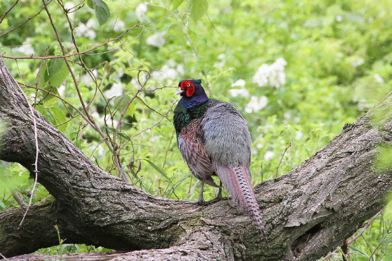 キジ♂(5態-2) 淀川左岸枚方 2019/05/14 photo by Manda キジ♂(5態-2) 淀川左岸枚方 2019/05/14 photo by Manda