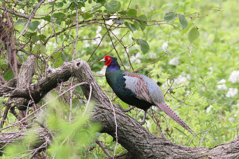 キジ♂(5態-3) 淀川左岸枚方 2019/05/14 photo by Manda キジ♂(5態-3) 淀川左岸枚方 2019/05/14 photo by Manda