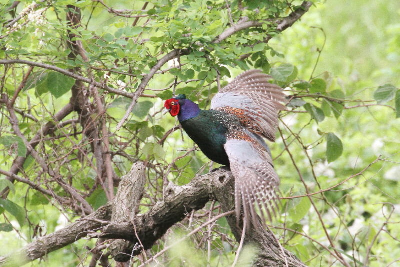 キジ♂(5態-4) 淀川左岸枚方 2019/05/14 photo by Manda キジ♂(5態-4) 淀川左岸枚方 2019/05/14 photo by Manda