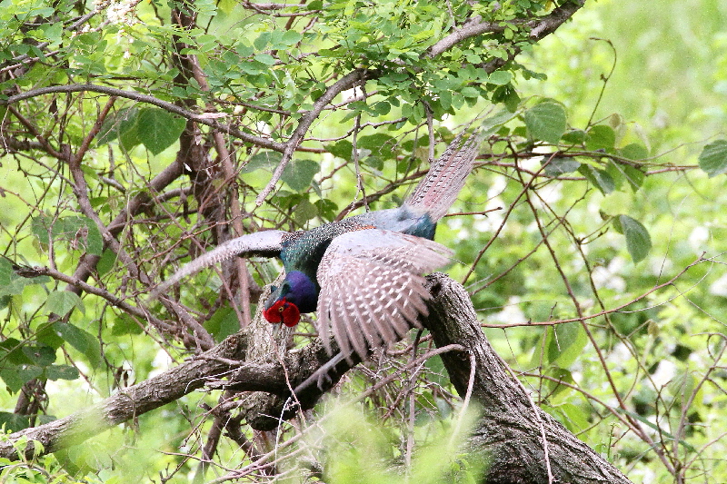 キジ♂(5態-5) 淀川左岸枚方 2019/05/14 photo by Manda キジ♂(5態-5) 淀川左岸枚方 2019/05/14 photo by Manda