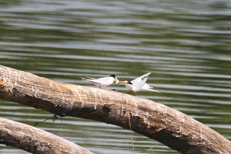 コアジサシ(5態-1) 淀川左岸枚方 2019/05/11 photo by Manda コアジサシ(5態-1) 淀川左岸枚方 2019/05/11 photo by Manda
