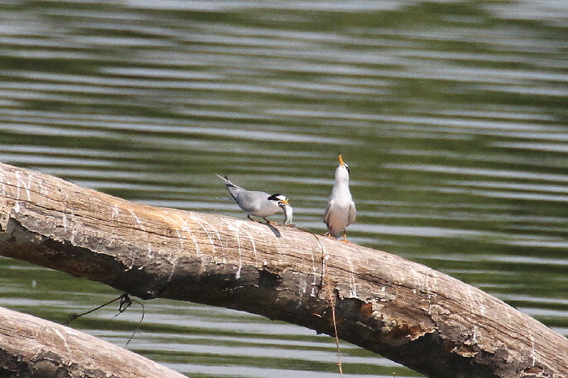 コアジサシ(5態-2) 淀川左岸枚方 2019/05/11 photo by Manda コアジサシ(5態-2) 淀川左岸枚方 2019/05/11 photo by Manda