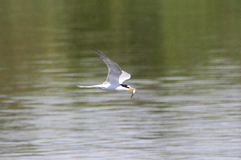 コアジサシ(5態-3) 淀川左岸枚方 2019/05/11 photo by Manda コアジサシ(5態-3) 淀川左岸枚方 2019/05/11 photo by Manda