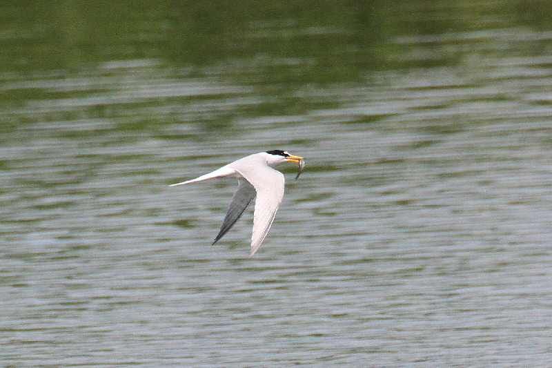 コアジサシ(5態-4) 淀川左岸枚方 2019/05/11 photo by Manda コアジサシ(5態-4) 淀川左岸枚方 2019/05/11 photo by Manda
