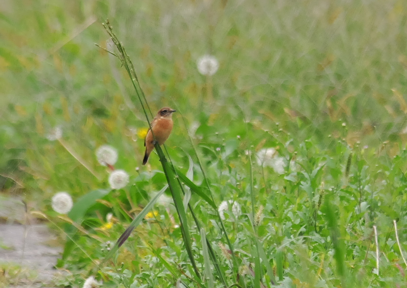 ノビタキ（１２態-1） 大谷川・内里のノビタキたち 大谷川・内里　八幡市 2018/09/19-10/30　Photo by Takase （写真提供：　高瀬）