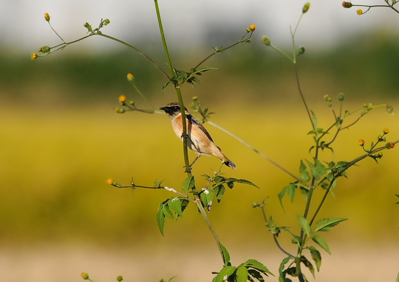 ノビタキ（１２態-10） 大谷川・内里のノビタキたち 大谷川・内里　八幡市 2018/09/19-10/30　Photo by Takase （写真提供：　高瀬）